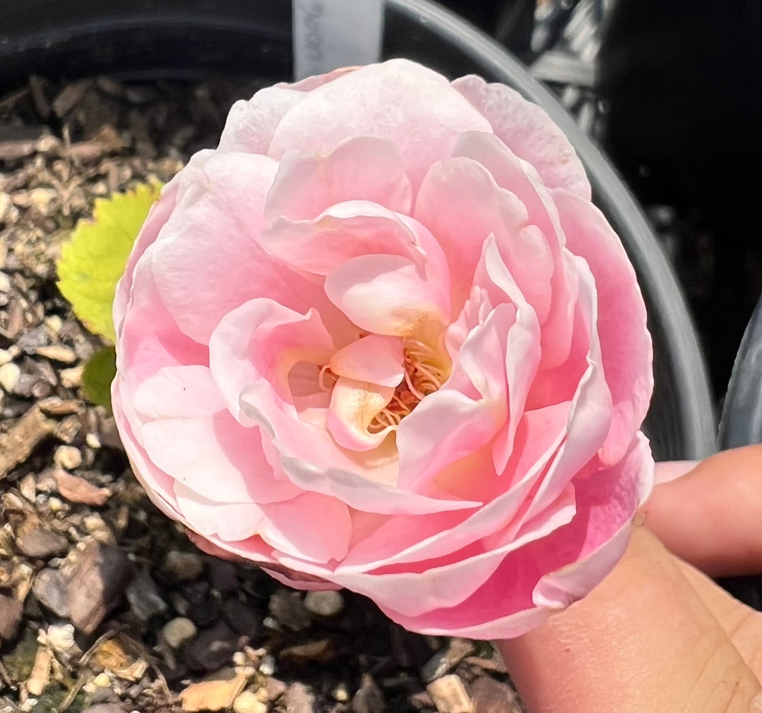 Rose Seedling (22-U006-U143-001-1)